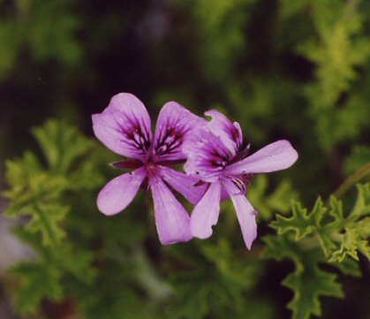Blüte der P.Cinnamomum