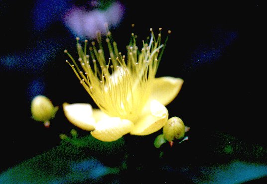 Blüte des Johanniskraut zitronenduftend