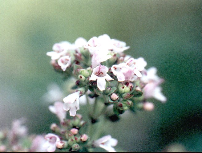 Blüte des Oregano
