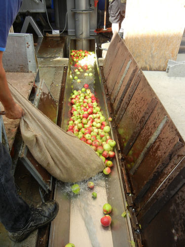 Äpfel werden gewaschen